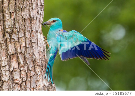 European roller sitting on bark of tree with spread wings in the summer. 55185677
