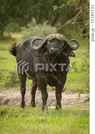 Cape buffalo stands facing camera with oxpecker Cape buffalo stands facing camera with oxpecker 55185731