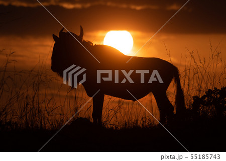 Blue wildebeest stands on horizon at sunset 55185743