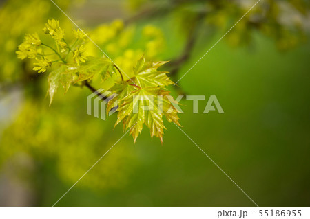 young spring leaves young spring leaves 55186955