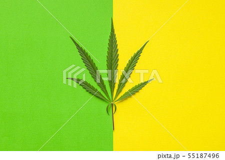 Marijuana cannabis leaf. Marijuana cannabis leaf. 55187496