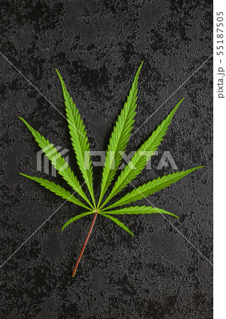 Marijuana cannabis leaf. Marijuana cannabis leaf. 55187505
