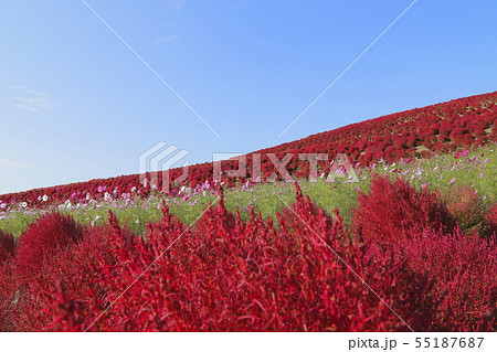 日立海浜公園　コスモスとコキアの紅葉  55187687