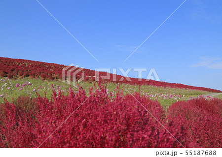 日立海浜公園　コスモスとコキアの紅葉  55187688