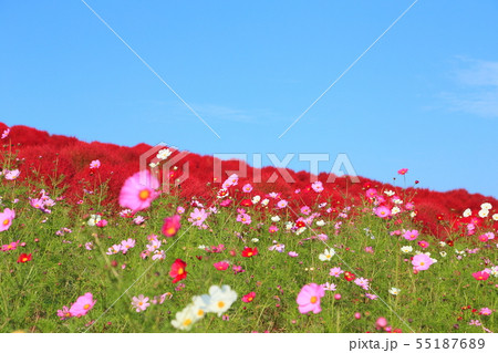 日立海浜公園　コスモスとコキアの紅葉  55187689