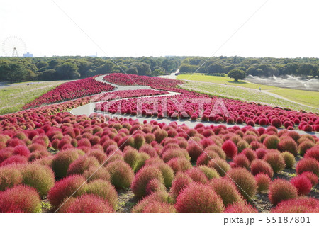 快晴の立海浜公園　コキアの紅葉　 55187801