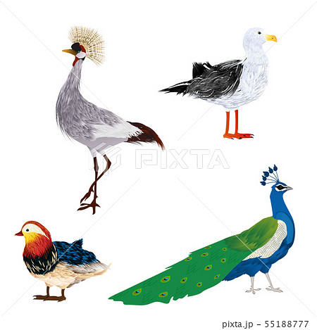 Vector birds set Vector birds set 55188777