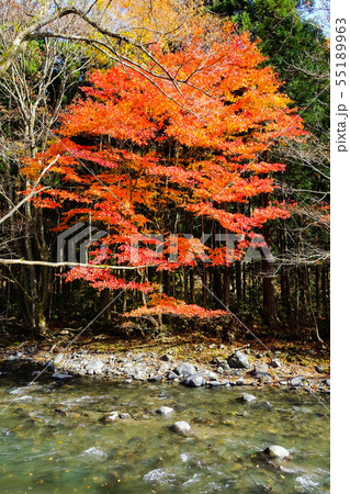 大湯川沿いの紅葉 大湯温泉滝めぐりの途中に小根津戸（こねつと）の滝近くの林道にて 55189963