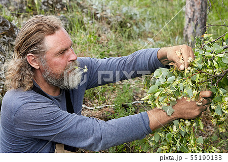 Harvesting linden blossoms or lime inflorescence. Harvesting linden blossoms or lime inflorescence. 55190133