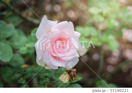 Roses in the garden 55190221