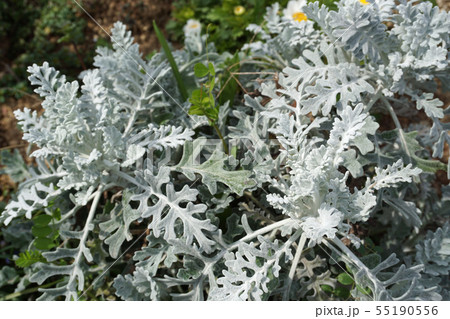 シロタエギク シロタエギク 55190556