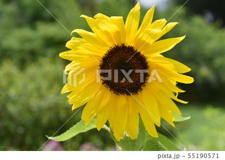ひまわり ひまわり 55190571