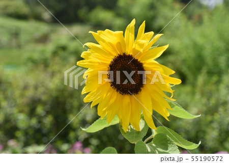 ひまわり ひまわり 55190572