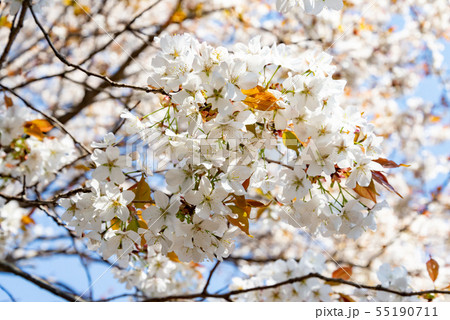 山桜126 山桜126 55190711