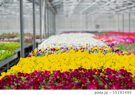 Large light greenhouse with a lot of seedlings and flowers. Red, yellow and green plants. 55191495