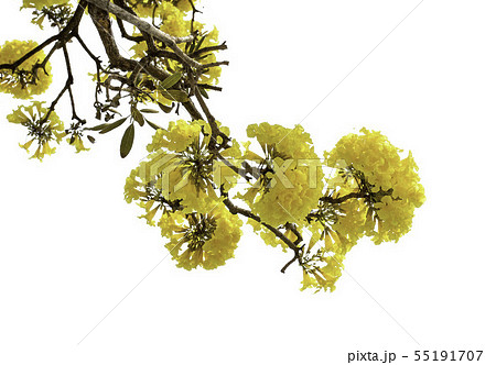 Yellow Flower Isolated White Background. Yellow Flower Isolated White Background. 55191707