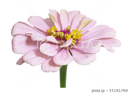 百日草 (深度合成) 55191769