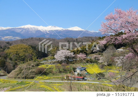 桜と菜の花と安達太良山がコラボする里の春 55191771