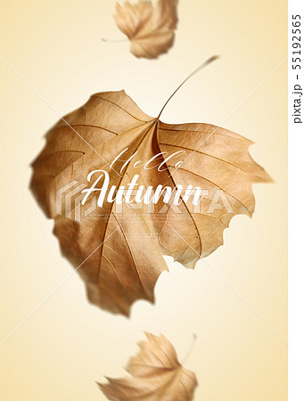 秋 落葉 葉 55192565