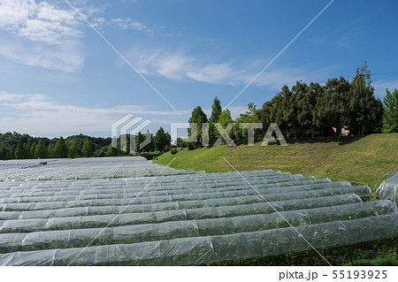 ぶどう畑 雨除けビニール屋根の写真素材