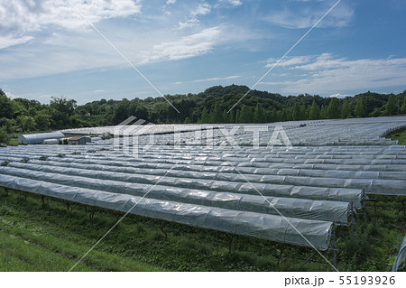 ぶどう畑 雨除けビニール屋根の写真素材