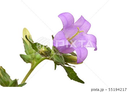 カンパニュラ 55194217