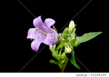 カンパニュラ 55194220