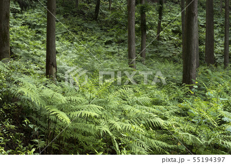 林の下のシダの群落 55194397