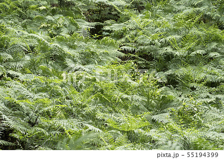 林の下のシダの群落 55194399
