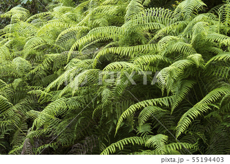 斜面に生えるシダの群落 55194403
