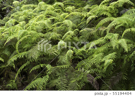 斜面に生えるシダの群落 55194404