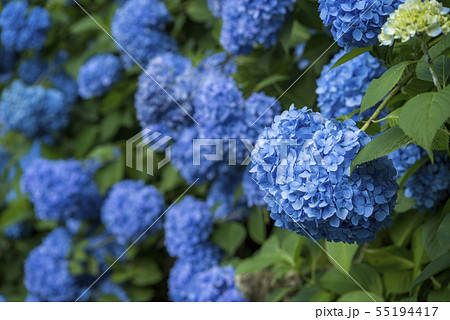 青い紫陽花の花花 55194417
