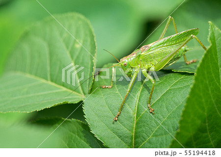 緑の葉の上にいるヤブキリの成虫 55194418