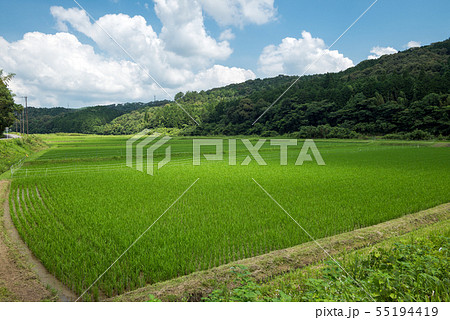 緑の田園地帯 55194419