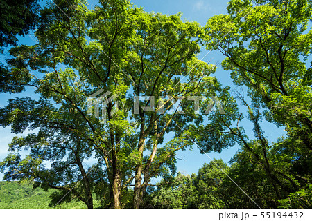 ニレの大木と生い茂る葉 55194432