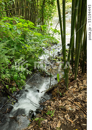 竹林の脇を流れる沢 55194445