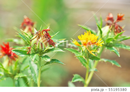 枯れたベニバナの花 55195380
