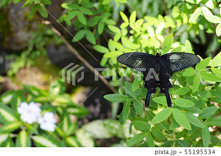 緑の葉っぱの上で休む黒いアゲハチョウ 55195534