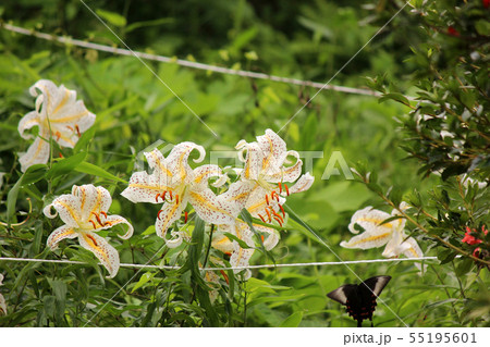 ヤマユリの採蜜のために飛来した黒アゲハ ヤマユリの採蜜のために飛来した黒アゲハ 55195601