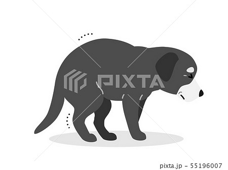足腰が弱った老犬 55196007