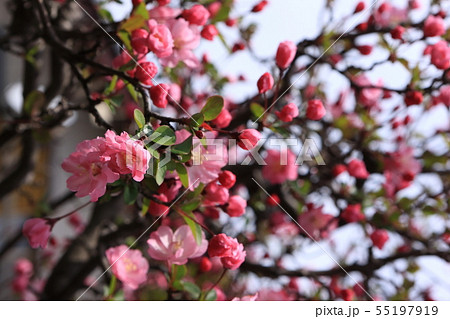 ハナカイドウ 55197919