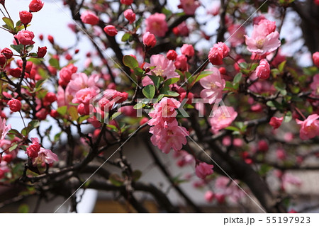 ハナカイドウ 55197923