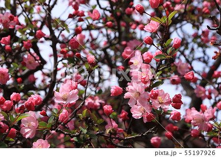 ハナカイドウ 55197926