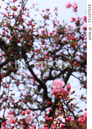 ハナカイドウ ハナカイドウ 55197928