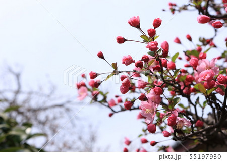 ハナカイドウ 55197930