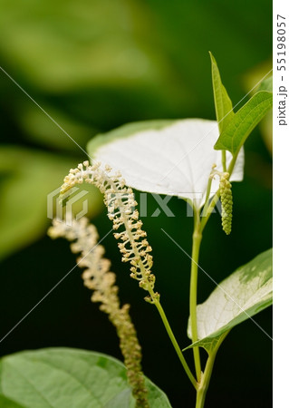 ハンゲショウの花 55198057