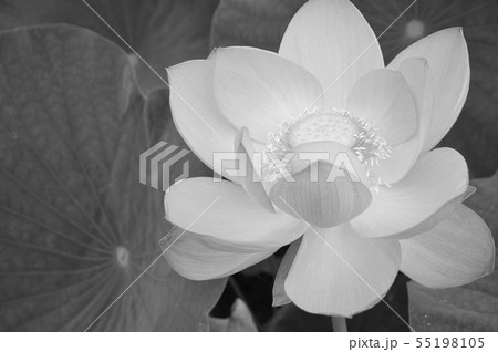 一輪の蓮華(モノクロ) 咲いた古代ハス(モノクロ) 一輪の蓮華(モノクロ) 咲いた古代ハス(モノクロ) 55198105