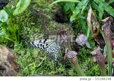 オオゴマダラ 55198148