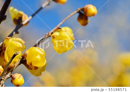 ロウバイ 55198571