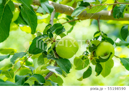 青りんご　素材　【長野県】 55198590